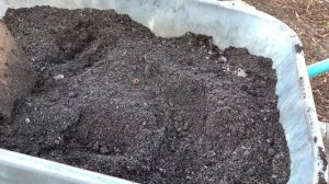 ПОСАДКА МОЖЖЕВЕЛЬНИКА пошаговая инструкция