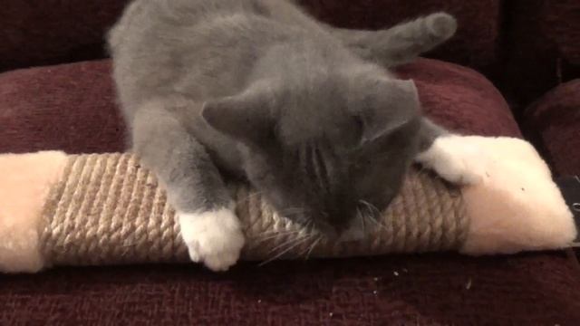 Котенок и валерьянка или попытка приучить кота к когтеточке смотреть онлайн