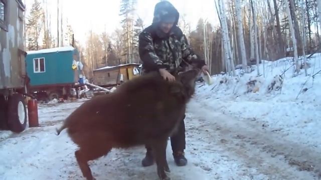 Не повторять! Мужик кормит с рук дикого кабана! смотреть онлайн