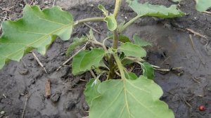 ФОРМИРОВАНИЕ БАКЛАЖАНОВ для увеличения УРОЖАЯ !!! ПАСЫНКОВАНИЕ БАКЛАЖАН Часть 1