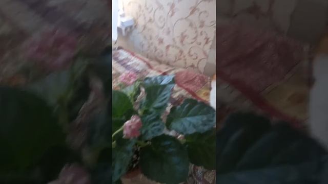 см лесное волшебство смотреть онлайн