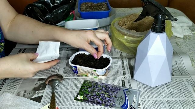 Сеем ЛАВАНДУ и КУПАЛЬНИЦУ. Многолетники из семян своими руками. Для новичков садоводов! смотреть онлайн