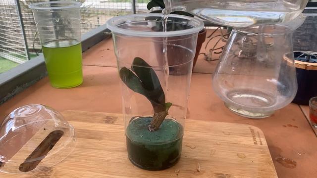Orchid does not take root, just soak in this water for 20 minutes to magically root смотреть онлайн