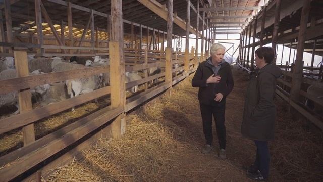 Вольная случка овец| Покрытие овец | Фермерское хозяйство Капри смотреть онлайн