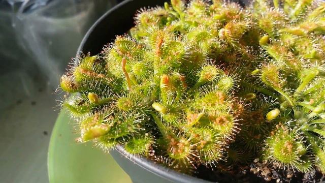 Drosera HD Test