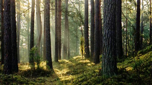 Методика восстановления печени смотреть онлайн