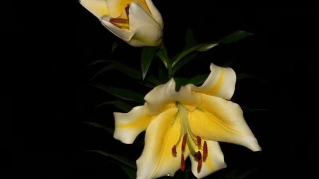 time-lapse Casa Blanca Lily Flowering смотреть онлайн