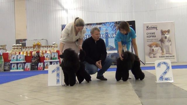 120  Моно пуделей Екатеринбург 22,01,23, Сравнение средних на ЛПП.