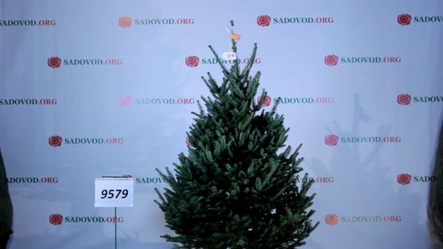 9579 Пихта Фразера 1.75 - 2.00 м. смотреть онлайн