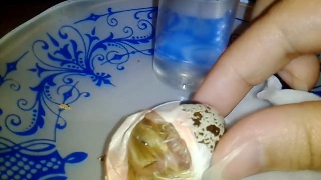 Птичка из магазинного яичка. Часть 6. Спасение цыплёнка. смотреть онлайн