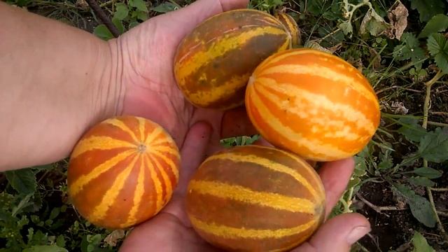 ПОЛОСАТАЯ ЭКЗОТИКА НА ДАЧЕ. МОЙ ОТЗЫВ О ВЬЕТНАМСКОЙ ДЫНЕ ПОДАРОК ДЕДУШКИ ХО ШИ МИНА смотреть онлайн