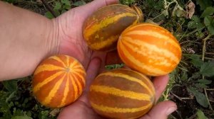 ПОЛОСАТАЯ ЭКЗОТИКА НА ДАЧЕ.  МОЙ ОТЗЫВ О ВЬЕТНАМСКОЙ ДЫНЕ ПОДАРОК ДЕДУШКИ ХО ШИ МИНА