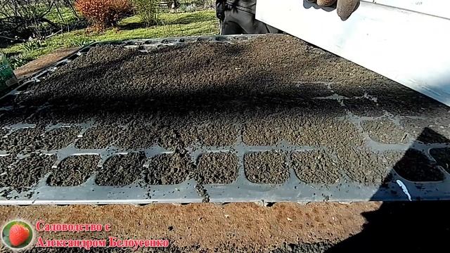 Выращивание туи из семян Как размножить туи