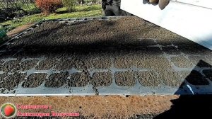 Выращивание туи из семян Как размножить туи