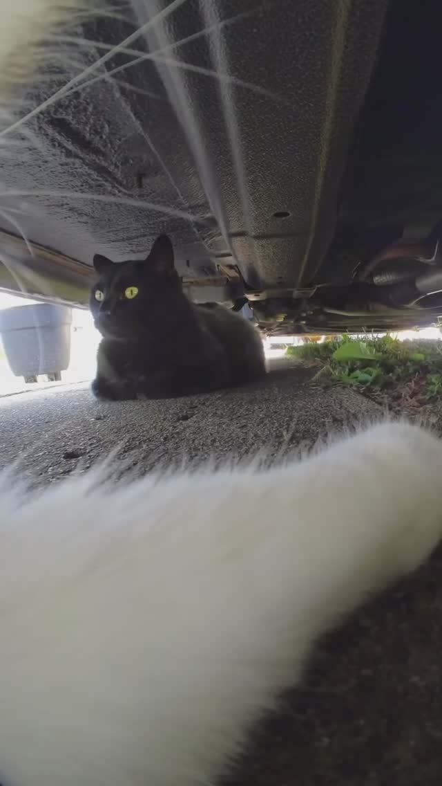Семейное видео мистера Кота! 📣🐈 #кот #кошки #ютубшир #catlover #catvideo #cute 📣🐈 #кот #кошки смотреть онлайн