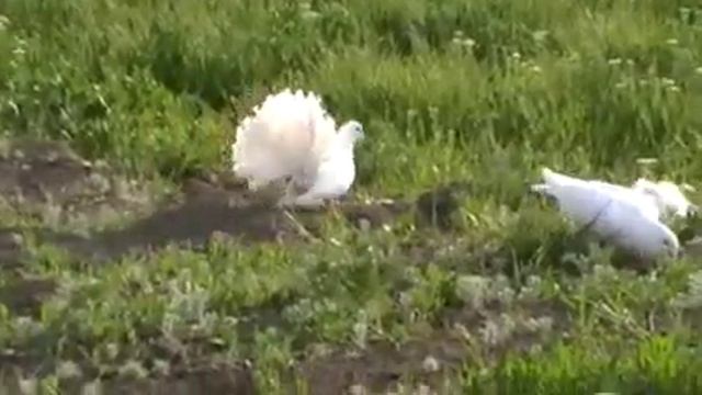 декоративные голуби - павлины, май 2012.avi смотреть онлайн