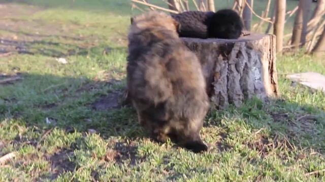 На продажу! зонарный кобель. +380668800888 Viber, Dog's Of Olimp