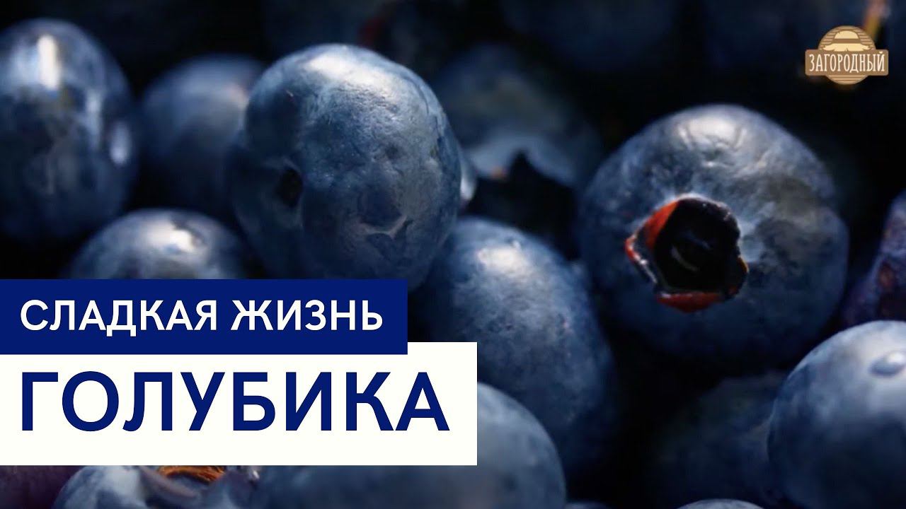 Голубика \ Пирог на творожном тесте \ Зефир в шоколаде с голубикой \ Сладкая жизнь