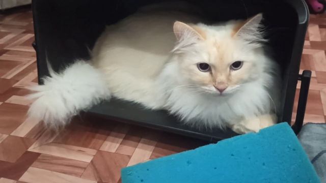 Уборка квартиры? Ватсон выбирает сон... смотреть онлайн