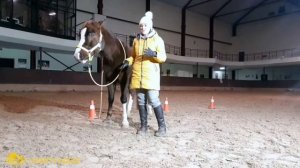 Как понять, что лошадь доверяет