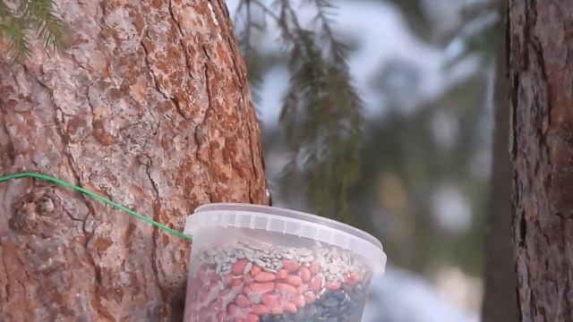 Морозное утро в лесу 9 марта смотреть онлайн