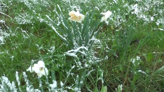 "Как это было", "Цвети миндаль и абрикос, будь добрым урожай!" смотреть онлайн