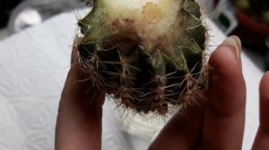 Как укоренить кактус/разрезать и укоренить кактус/посадка кактуса