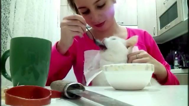 Как кормить кошку с ложки смотреть онлайн
