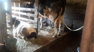 Доильный аппарат не работает, в чем причина.