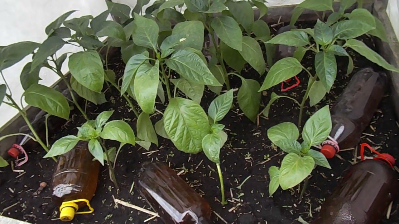 31 Теплоаккумуляторы в садоводстве смотреть онлайн