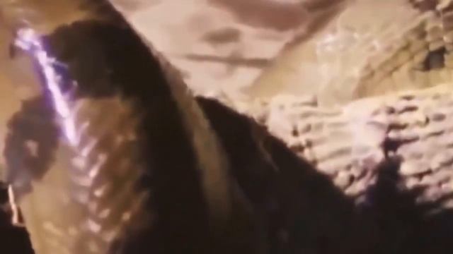 Giant Snake Sucuri Eat Alligator Anaconda VS Crocodile VS Python Real Fight смотреть онлайн