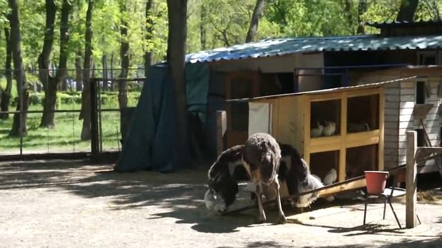 Попа страуса )))). Страус прячет голову в корыто )))) смотреть онлайн