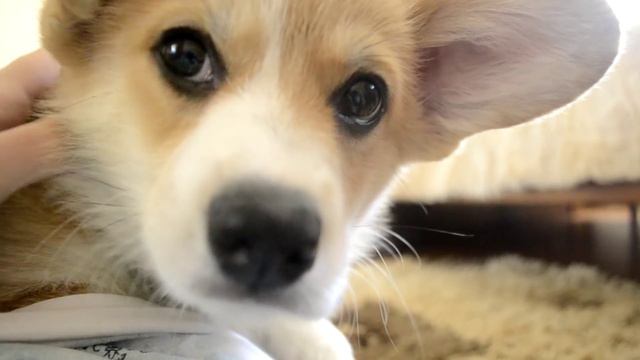Martie//Welsh Corgi смотреть онлайн