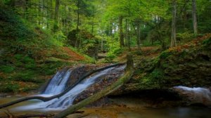 ЗВУКИ ПРИРОДЫ, ВЕСЕННИЙ ЛЕС,СКАЗОЧНОЕ ПЕНИЕ ПТИЦ