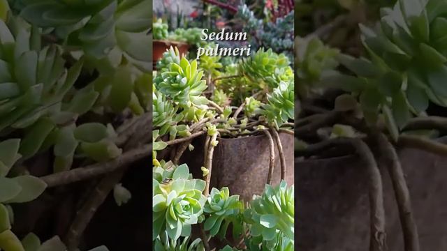 Sedum Palmeri #viral #parati #crassula #sedum #sedumpalmeri #plant #plants #plantae #plantlovers
