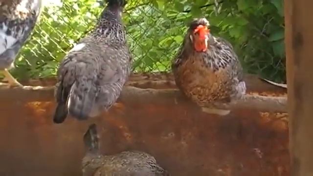 ЛЕГБАРЫ ПОРОДА КУР характеристика МНЕНИЕ ПТИЦЕВОДА смотреть онлайн