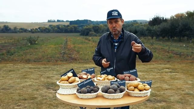 Урожайный картофель. Как выбрать сорта картофеля. Фиолетовый картофель от СеДек. Сергей Дубинин. смотреть онлайн