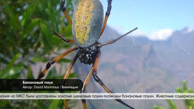 Горизонт событий. Пауки в космосе смотреть онлайн