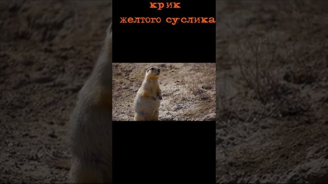 Крик жёлтого суслика #shorts смотреть онлайн