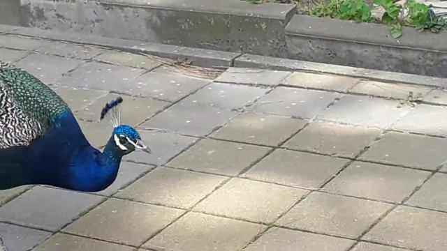Павлин 2 смотреть онлайн
