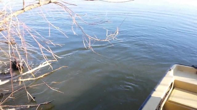 Как мы доставали сома весом 32кг. из сложного завала. смотреть онлайн