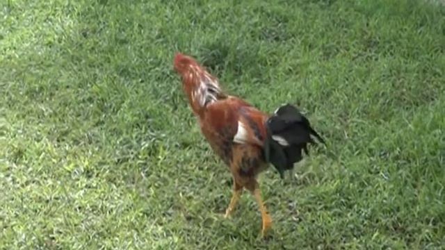 Test SONY HDR-CX740VE Enregistrement lent régulier N° 1 смотреть онлайн
