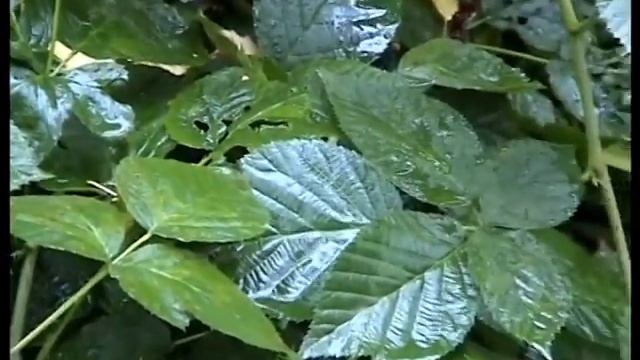 Полезные растения нашего леса Ежевика,листья. смотреть онлайн
