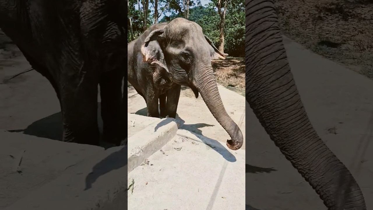 Краткое содержание наших будущих видео для вас#песковыпутешествуют #пхукет2024 смотреть онлайн