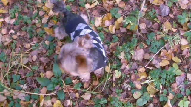 Захарово. Подмосковье смотреть онлайн