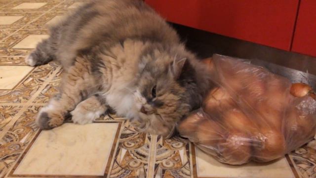 Кошке нравится лук смотреть онлайн