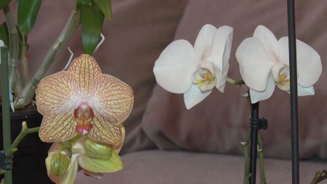 СТК. Прекрасные орхидеи в наших домах смотреть онлайн