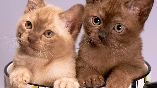 Сколько раз в день нужно кормить котенка смотреть онлайн