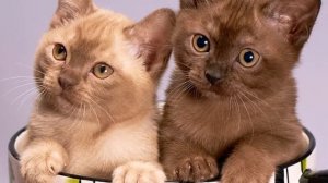 Сколько раз в день нужно кормить котенка