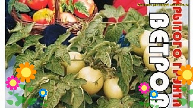 Томат обыкновенный Роза ветров. Краткий обзор, описание solanum lycopersicum Rosa vetrov смотреть онлайн